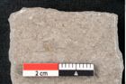 Foto (Detailansicht) von Plantae indet.  (NHMW-GEO-2024-0188-6704)